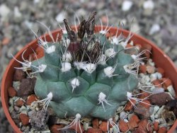 Turbinicarpus swobodae, pot 6,5 cm cites IA - 12407531