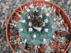 Turbinicarpus swobodae, pot 6,5 cm cites IA - 12407532
