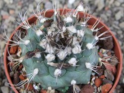 Turbinicarpus swobodae, pot 6,5 cm cites IA - 12407536