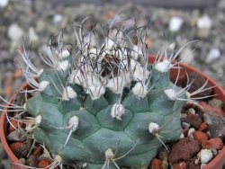 Turbinicarpus swobodae, pot 6,5 cm cites IA - 12407537