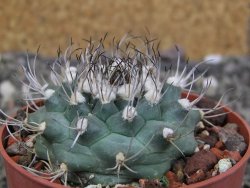 Turbinicarpus swobodae, pot 6,5 cm cites IA - 12407538