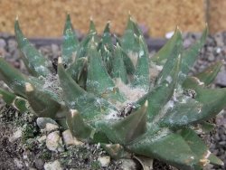 Ariocarpus trigonus elongatus San Antonio 11 cm - 12407540