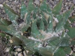 Ariocarpus trigonus elongatus San Antonio 11 cm - 12407541