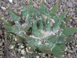 Ariocarpus trigonus elongatus San Antonio 11 cm - 12407542