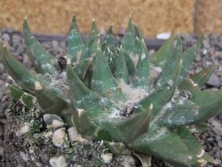 Ariocarpus trigonus elongatus San Antonio 11 cm - 12407543