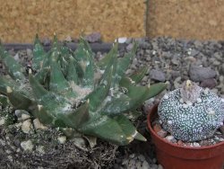 Ariocarpus trigonus elongatus San Antonio 11 cm - 12407544