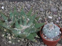 Ariocarpus trigonus elongatus San Antonio 11 cm - 12407545