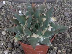 Ariocarpus trigonus elongatus San Antonio pot 9 cm - 12407548