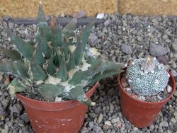 Ariocarpus trigonus elongatus San Antonio pot 9 cm - 12407551