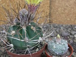 Astrophytum niveum nudum z " Buffalo " pot 8 cm - 12407557