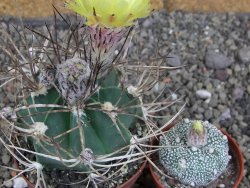 Astrophytum niveum nudum z " Buffalo " pot 8 cm - 12407558