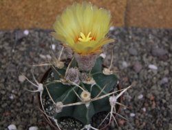 Astrophytum niveum nudum z " Buffalo " pot 8 cm - 12407561