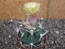 Astrophytum niveum nudum z " Buffalo " pot 8 cm - 12407562