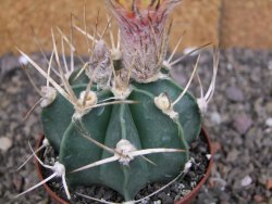 Astrophytum niveum nudum z " Buffalo " pot 8 cm - 12407563
