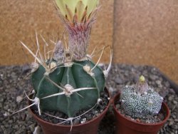 Astrophytum niveum nudum z " Buffalo " pot 8 cm - 12407564
