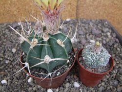 Astrophytum niveum nudum z " Buffalo " pot 8 cm - 12407565