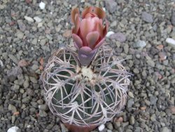 Gymnocalycium spegazzinii punillaense Tom 06-81/1 El Obelisco, pot 5,5 cm - 12407577