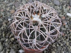 Gymnocalycium spegazzinii punillaense Tom 06-81/1 El Obelisco, pot 5,5 cm - 12407569
