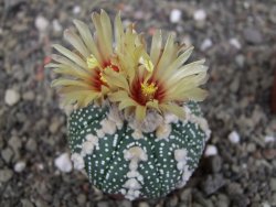 Astrophytum Hanazano Kabuto, pot 5,5 cm - 12407581