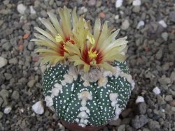 Astrophytum Hanazano Kabuto, pot 5,5 cm - 12407582