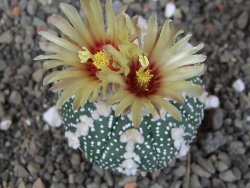 Astrophytum Hanazano Kabuto, pot 5,5 cm - 12407583