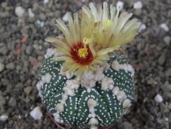Astrophytum Hanazano Kabuto, pot 5,5 cm - 12407585