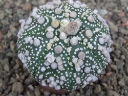 Astrophytum Hanazano Kabuto, pot 5,5 cm - 12407592