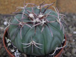 Echinocactus horizonthalonius KMR 21 Huizache 900m, pot 6,5 cm - 12407595
