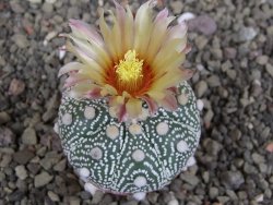 Astrophytum z Hanazano Kabuto B, pot 5,5 cm - 12407603