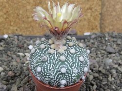 Astrophytum z Hanazano Kabuto B, pot 5,5 cm - 12407604