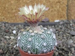Astrophytum z Hanazano Kabuto B, pot 5,5 cm - 12407605