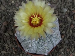Astrophytum Z Jasenné pot 5,5 cm - 12407607