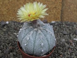 Astrophytum Z Jasenné pot 5,5 cm - 12407608