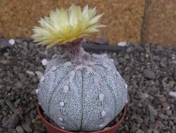 Astrophytum Z Jasenné pot 5,5 cm - 12407609
