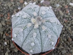 Astrophytum Z Jasenné pot 5,5 cm - 12407610