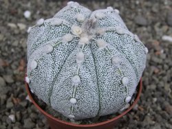 Astrophytum Z Jasenné pot 5,5 cm - 12407611