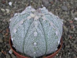 Astrophytum Z Jasenné pot 5,5 cm - 12407612