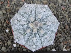 Astrophytum Z Jasenné pot 5,5 cm - 12407613