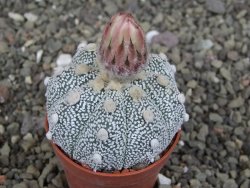 Astrophytum Z Jasenné pot 5,5 cm - 12407614
