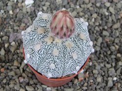 Astrophytum Z Jasenné pot 5,5 cm - 12407615