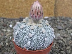 Astrophytum Z Jasenné pot 5,5 cm - 12407617
