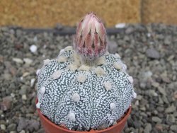 Astrophytum Z Jasenné pot 5,5 cm - 12407622