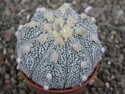 Astrophytum Z Jasenné pot 5,5 cm - 12407624