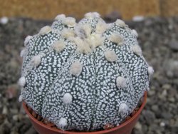 Astrophytum Z Jasenné pot 5,5 cm - 12407625