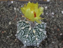 Astrophytum Z Jasenné pot 5,5 cm - 12407629
