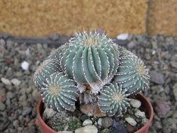 Geohintonia mexicana, pot 6,5 cm Roubovaná - 12407647