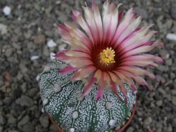 Astrophytum capricorne X red flower oibo akabana, pot 5,5 cm - 12407650