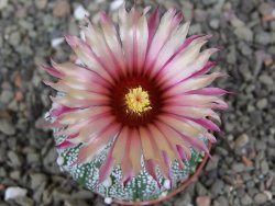 Astrophytum capricorne X red flower oibo akabana, pot 5,5 cm - 12407651