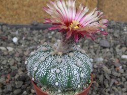 Astrophytum capricorne X red flower oibo akabana, pot 5,5 cm - 12407652