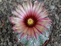 Astrophytum capricorne X red flower oibo akabana, pot 5,5 cm - 12407654